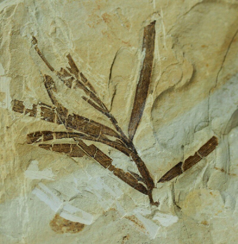 Rare Cretaceous Plant Fossil