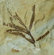 Rare Cretaceous Plant Fossil 