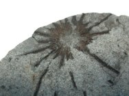 Phyllotheca Horsetail Fossil 