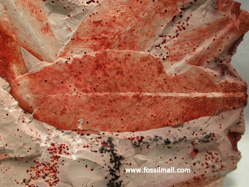 Glossopteris browniana Fossils