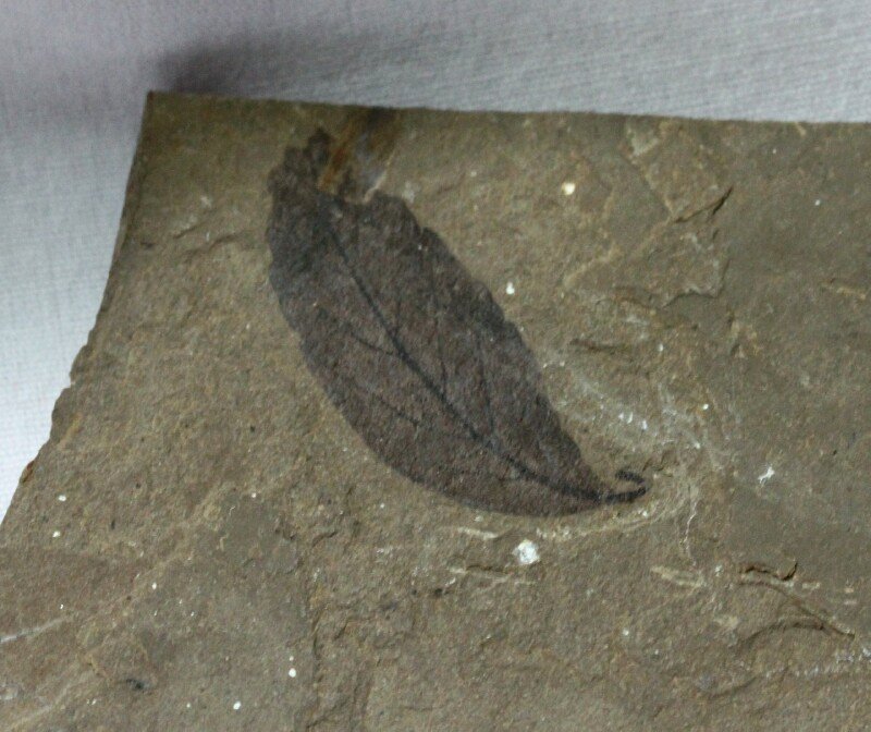 Eocene Cache Creek Beech Fossil Leaf