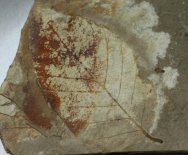 Alder Leaf Fossil