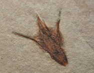 Beipiaoa spinosa Plant Fossil