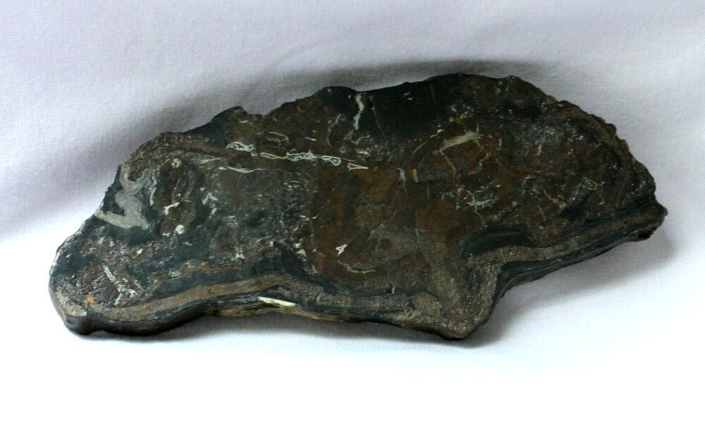 Dadoxylon Fossil from Antarctica