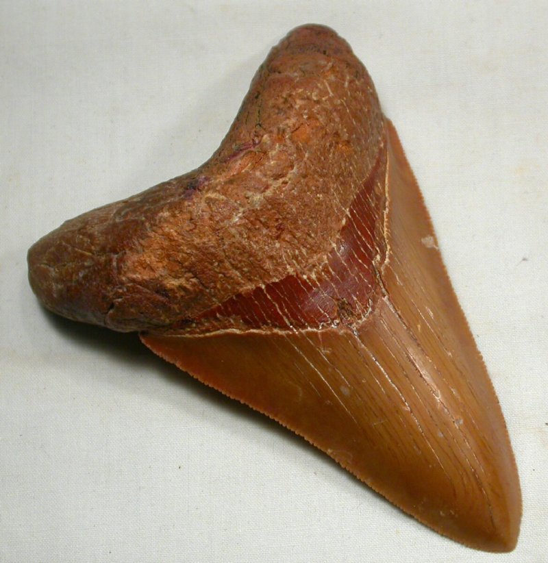 Megalodon Shark Teeth