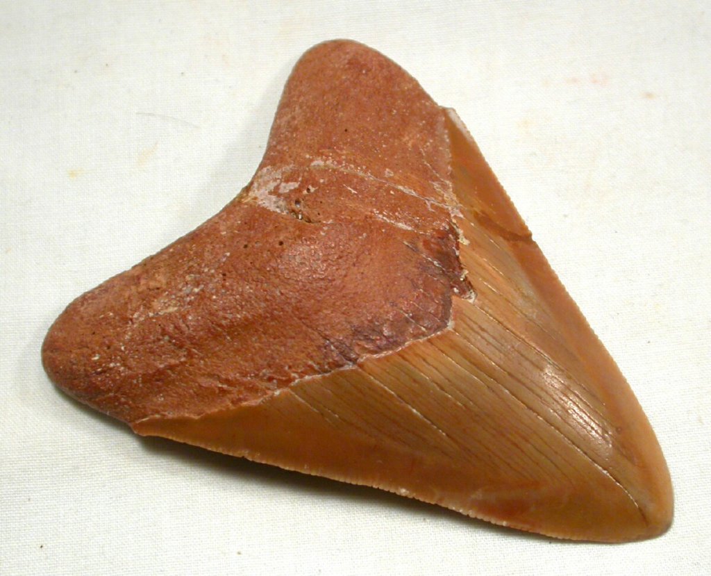 Megalodon Shark Tooth