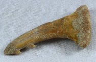 Onchopristis Sawfish Tooth Fossil
