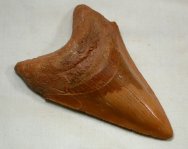 Megalodon Tooth