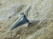 Cretolamna appendiculata Shark Tooth