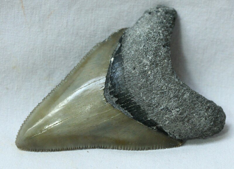 Megalodon Tooth