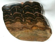 Precambrian Stromatolites