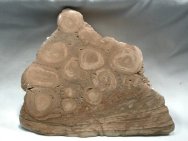 Silurian Girvanella Stromatolites