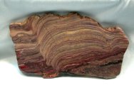 Australian Stromatolites from Irregully Formation