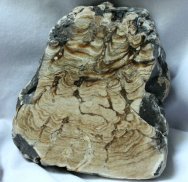 Chlorellopsis Stromatolites
