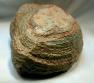 Chlorellopsis Stromatolites