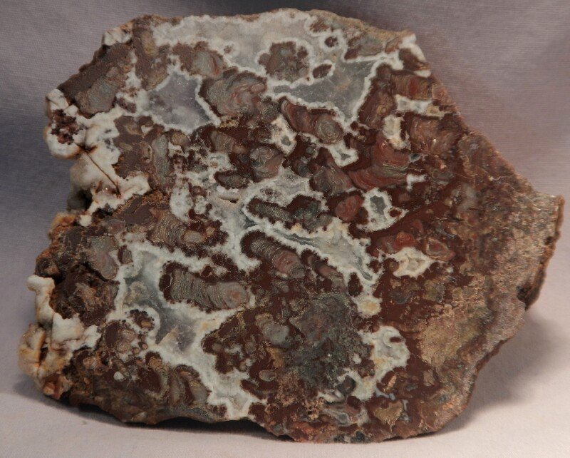 Mawsonia madaginia Cambrian Stromatolite from Australia