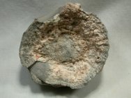 Stromatolites Colony