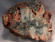 Ephyalpes edingunnensis Stromatolites