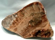 Eocene Stromatolites