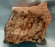 Eocene Stromatolites from Green River