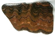 Precambrian Stromatolites