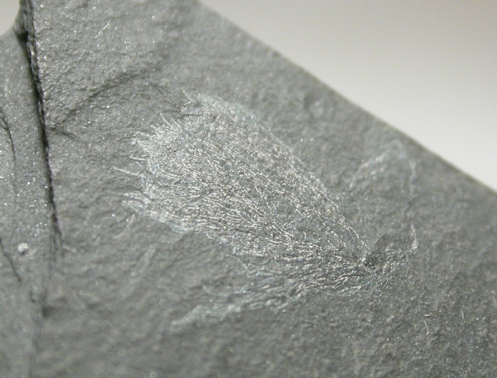 Burgess Shale Marpolia Cyanobacteria