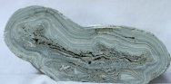 Recent Stromatolite Colony from Marion Bay Australia