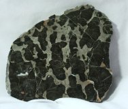 Bitter Springs Neoproterozoic Stromatolite from Australia