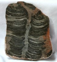 Branching Acaciella Stromatolite from Bitter Springs Australia