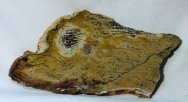 Strelley Pool Archaean Australian Stromatolites