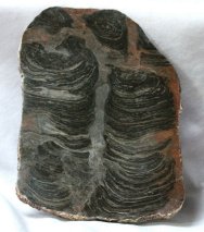 Acaciella australica Stromatolites