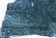 Alcheringa Stromatolite