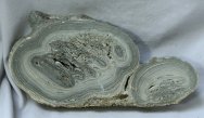 Marion Bay Australia Stromatolite Colony