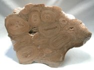 Silurian Girvanella Stromatolites