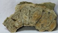 Polished Paleocene Utah Stromatolites