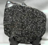 Girvanella Stromatolites 