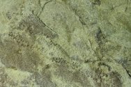 Cambrian Arthropodichnus Ichnofossil from Vermont