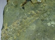 Devonian Cruziana Trilobite Ichnofossil