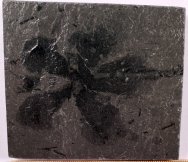 Dactyloidites asteroides Trace Fossil
