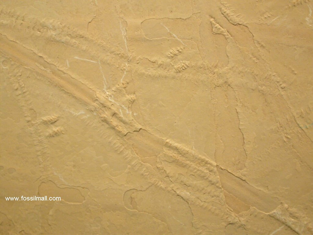 Tasmanadia glaessneri Carboniferous Arthropod Trackway Fossils