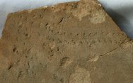 Reptile Trackway Ichnofossils