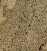 Permian Reptile Ichnofossils