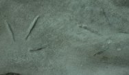 Charadriiformes Shorebird Fossil Tracks