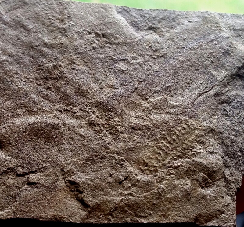 Arthropod Trackway Fossil