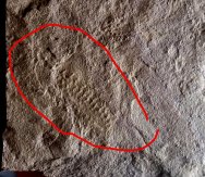 Cambrian Arthropod Trackway Fossil from Vermont