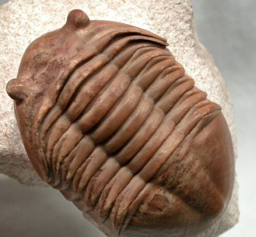 Asaphus ornatus trilobite