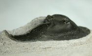Scotoharpes (Aristoharpes) Moroccan Trilobite