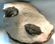 Zilchovaspis (Odontochile) Moroccan Trilobites