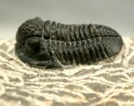 Gerastos granulosus Proetid Moroccan Trilobite