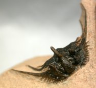 Leonaspis